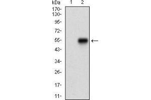Image no. 3 for anti-Catenin, beta Like 1 (CTNNBL1) (AA 390-557) antibody (ABIN5542408)