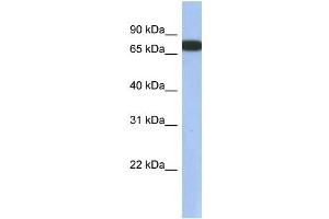 Image no. 1 for anti-Guanine Nucleotide Binding Protein-Like 3 (Nucleolar)-Like (GNL3L) (N-Term) antibody (ABIN2787831)