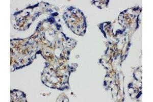 Image no. 2 for anti-Synaptosomal-Associated Protein, 23kDa (SNAP23) (AA 192-211), (C-Term) antibody (ABIN3044163)