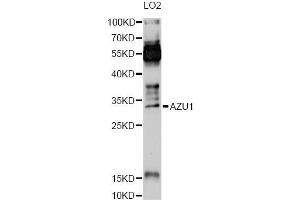 Image no. 1 for anti-Azurocidin 1 (AZU1) antibody (ABIN6291272)