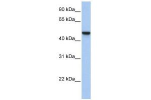 Image no. 1 for anti-Adipocyte Plasma Membrane Associated Protein (APMAP) (N-Term) antibody (ABIN635470)