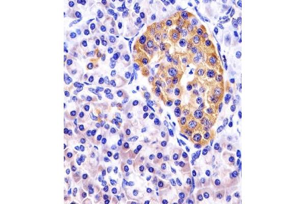 DDIT4 antibody  (N-Term)