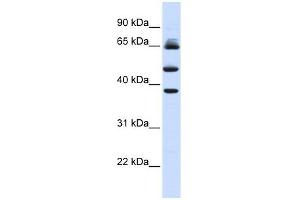 Image no. 1 for anti-F-Box and Leucine-Rich Repeat Protein 3 (FBXL3) (Middle Region) antibody (ABIN630702)