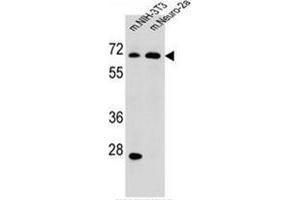 Image no. 2 for anti-NAD Dependent Malate Dehydrogenase (NAD-ME) (AA 526-556), (C-Term) antibody (ABIN953596)
