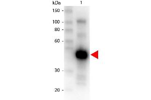 Western Blotting (WB) image for Goat anti-Monkey IgG (Chain gamma) antibody (HRP) (ABIN101680)