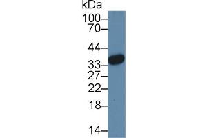 Image no. 1 for anti-High Mobility Group 20B (HMG20B) (AA 1-213) antibody (ABIN5013700)