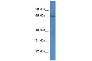 AFM antibody used at 1.