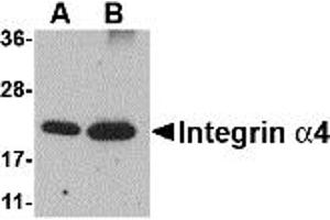 Image no. 2 for anti-Integrin alpha 4 (ITGA4) (Middle Region 1) antibody (ABIN1031188)