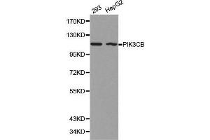 Image no. 1 for anti-Phosphoinositide-3-Kinase, Catalytic, beta Polypeptide (PIK3CB) antibody (ABIN3021220)