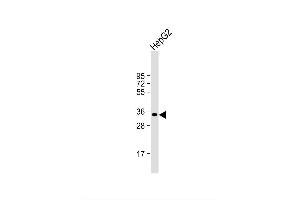 Image no. 2 for anti-HCLS1 Associated Protein X-1 (HAX1) (AA 161-190), (C-Term) antibody (ABIN656245)