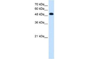 Image no. 1 for anti-Protein tyrosine Phosphatase, Receptor Type, R (PTPRR) (C-Term) antibody (ABIN635722)