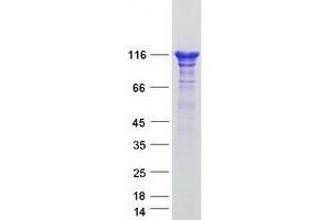 Image no. 1 for SEC23 Interacting Protein (SEC23IP) protein (Myc-DYKDDDDK Tag) (ABIN2731573)