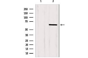 Image no. 2 for anti-Cytoskeleton-Associated Protein 4 (CKAP4) (C-Term) antibody (ABIN6260850)