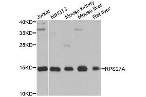 Western blot analysis of extracts of various cell lines, using RPS27A antibody.