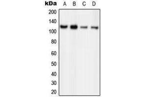 Image no. 1 for anti-Origin Recognition Complex, Subunit 1 (ORC1L) (Center) antibody (ABIN2706735)