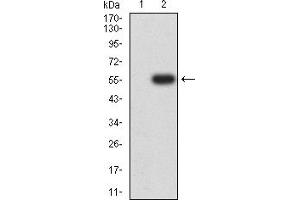 Image no. 1 for anti-Cholinergic Receptor, Nicotinic, alpha 5 (Neuronal) (CHRNA5) (AA 23-254) antibody (ABIN5611356)