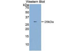 Image no. 1 for anti-Dihydropyrimidinase-Like 3 (DPYSL3) (AA 1-218) antibody (ABIN1858665)