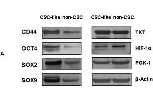 Image no. 11 for anti-SRY (Sex Determining Region Y)-Box 2 (SOX2) (Center) antibody (ABIN2855074)