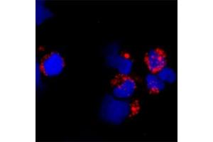 Image no. 3 for anti-Toll-Like Receptor 9 (TLR9) (Cytoplasmic Domain) antibody (ABIN571376)