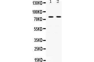 Image no. 3 for anti-Transferrin (TF) (AA 20-49), (N-Term) antibody (ABIN3043419)