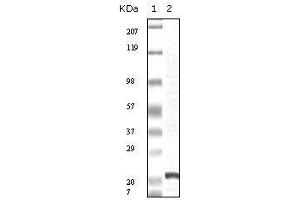 Image no. 2 for anti-Fibroblast Growth Factor 2 (Basic) (FGF2) antibody (ABIN969137)