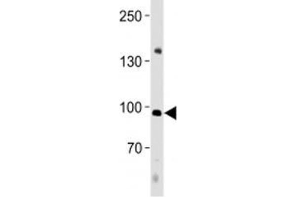 anti-Nuclear Factor of Activated T-Cells, Cytoplasmic, Calcineurin-Dependent 4 (NFATC4) (AA 744-773) antibody