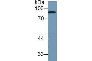 Image no. 2 for anti-Complement Factor B (CFB) (AA 477-600) antibody (ABIN1858375)