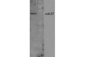 Image no. 3 for anti-Cell Division Cycle 37 Homolog (S. Cerevisiae) (CDC37) antibody (ABIN1027727)