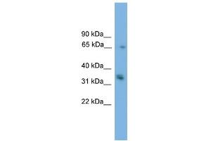 Image no. 1 for anti-Phosphatidic Acid Phosphatase Type 2A (PPAP2A) (N-Term) antibody (ABIN2777162)