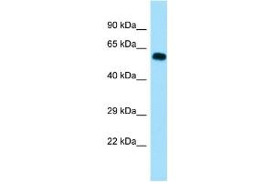 Image no. 1 for anti-Shugoshin 1 (SGOL1) (C-Term) antibody (ABIN2788840)