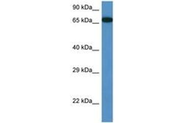 MBTD1 抗体  (AA 245-294)