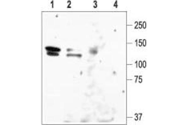 anti-Potassium Voltage-Gated Channel, Subfamily H (Eag-Related), Member 1 (KCNH1) (AA 802-817), (C-Term), (Intracellular) antibody