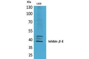 Image no. 5 for anti-Inhibin, beta E (INHBE) (C-Term) antibody (ABIN3187819)