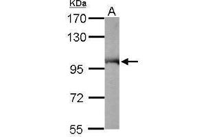Image no. 7 for anti-Valosin Containing Protein (VCP) (C-Term) antibody (ABIN2854929)