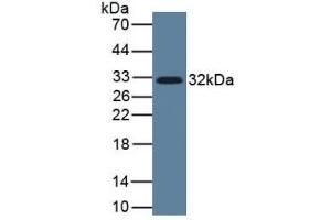 IL-33 antibody  (AA 112-270)