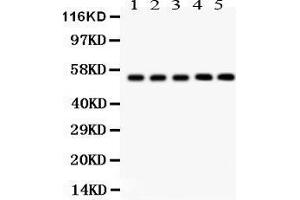 Image no. 2 for anti-Y Box Binding Protein 1 (YBX1) (AA 293-320), (C-Term) antibody (ABIN3043966)