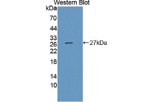 Image no. 1 for anti-Junctional Adhesion Molecule 3 (JAM3) (AA 30-241) antibody (ABIN5013817)