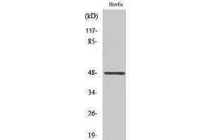 Western Blotting (WB) image for anti-Jun D Proto-Oncogene (JUND) (pSer100), (pSer73) antibody (ABIN3181915)
