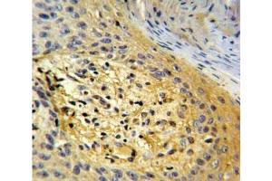 SPARC antibody  (AA 224-251)