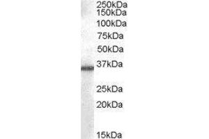 Western Blotting (WB) image for Aldo-Keto Reductase Family 1, Member B10 (Aldose Reductase) (AKR1B10) peptide (ABIN369716)