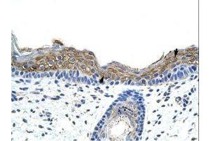Image no. 1 for anti-Signal Recognition Particle 19kDa (SRP19) (C-Term) antibody (ABIN202029)