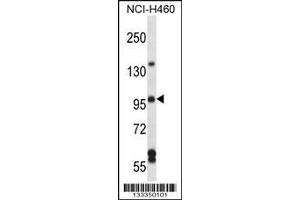Image no. 1 for anti-rho Guanine Nucleotide Exchange Factor (GEF) 26 (ARHGEF26) (AA 378-406) antibody (ABIN657248)