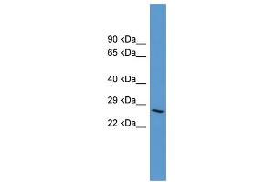 Adenosine A3 Receptor anticorps  (C-Term)