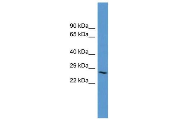 Adenosine A3 Receptor 抗体  (C-Term)