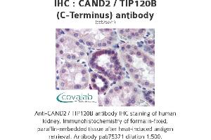 Image no. 1 for anti-Cullin-Associated and Neddylation-Dissociated 2 (CAND2) antibody (ABIN1732592)
