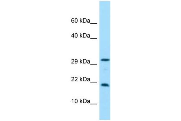 CRYGN antibody  (C-Term)