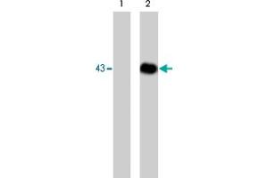 Image no. 1 for anti-Dystroglycan 1 (DAG1) (pTyr892) antibody (ABIN533143)