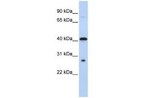 Image no. 1 for anti-Ubiquitin-Conjugating Enzyme E2Z (UBE2Z) (Middle Region) antibody (ABIN2778279)