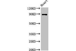 CDH15 anticorps  (AA 639-766)