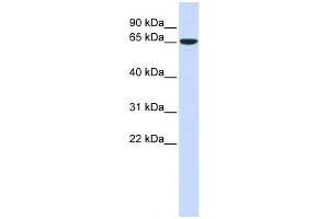 Image no. 1 for anti-Cytoskeleton-Associated Protein 4 (CKAP4) (Middle Region) antibody (ABIN2782740)